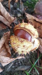 leaves and chestnuts