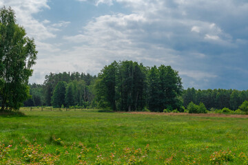 trees in the forest in Kaszuby