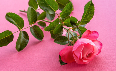 Pink rose Flower on pastel pink paper background.