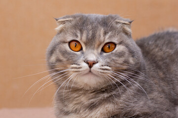 fluffy gray beautiful adult cat, breed scottish-fold, very close up portrait