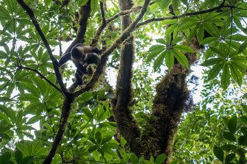 Howler monkey on the trees of Costa Rica