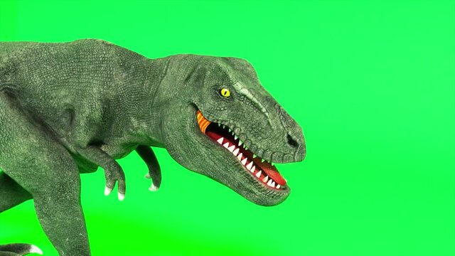 Tyrannosaurus dinosaur species. Walking tyrannosaurus. Green screen chromakey. Seamless loop 3d render