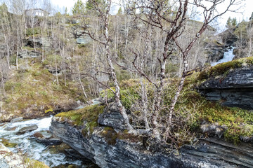 Fototapeta na wymiar moss covered rocks Høvringen, Rondane, Norway, spring