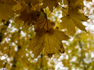 фон из осенних  желтых  листьев клена