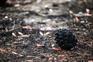 Burnt pine cone after a forest fire , Abstract backgroud, charred pine cones in forest fire