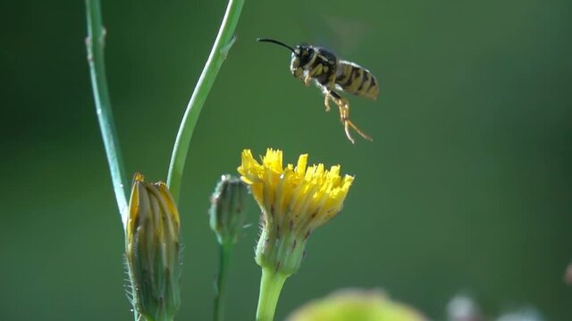 Bee wasp on flower. Flying landing. closeup. Super Slow-Motion

