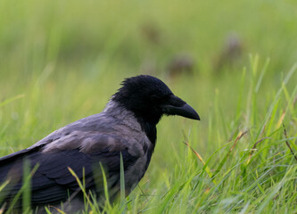 Crow in fresh green meadow
