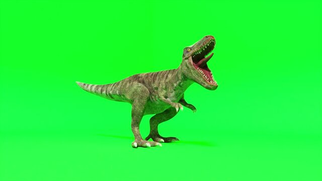 Tyrannosaurus dinosaur species. Trenosaurus screams and ready to attack. Green screen chromakey. Seamless loop 3d render