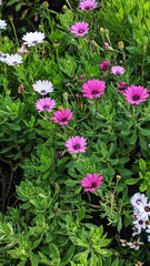 Fototapeta na wymiar pink and white cosmos flowers in a garden