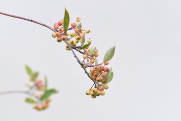 Chokeberry. Rosaceae deciduous shrub. Berries are edible and used for jams and fruit wines. 