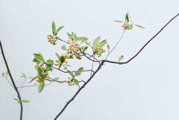 Chokeberry. Rosaceae deciduous shrub. Berries are edible and used for jams and fruit wines. 