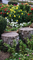 stump in the garden