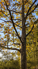 autumn trees in the park