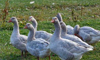 gänse in freilandhaltung