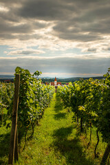 Naklejka premium grapevine field, vintage in czechia, green grapevine field, czech landscape in moravia