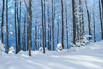 Winter forest in the mountains, Beskids, Poland