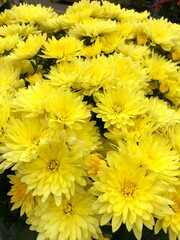 cool Dandelion yellow flower background in the gargen