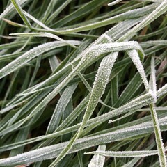 Close up of frozen grass blades as green natural background. Shallow DOF.