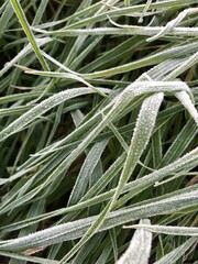 Close up of frozen grass blades as green natural background.