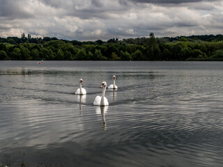 swans on the lake in black and white 
