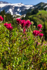 beautiful pink wild Indian paint brush flower with the snowcapped Mt. Rainier on the background.