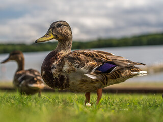 duck on the grass 