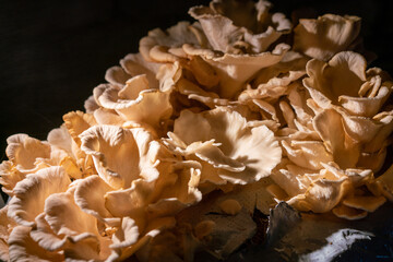 Pilze im Dunkeln