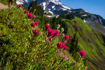 beautiful pink wild Indian paint brush flower with the snowcapped Mt. Rainier on the background.