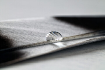 Drop of water on a feather