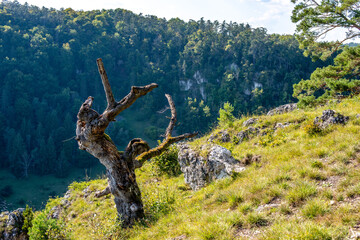 Trees and rocks in the Altmuehl valley in the warm afternoon sun