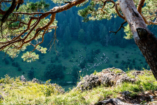 Trees and rocks in the Altmuehl valley in the warm afternoon sun