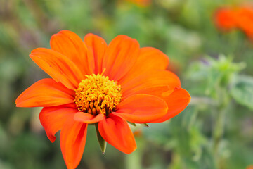 Closeup of orange and yellow flower (possibly Mexican sunflower, Tithonia rotundifolia).