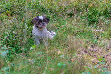 shihtzu in forest