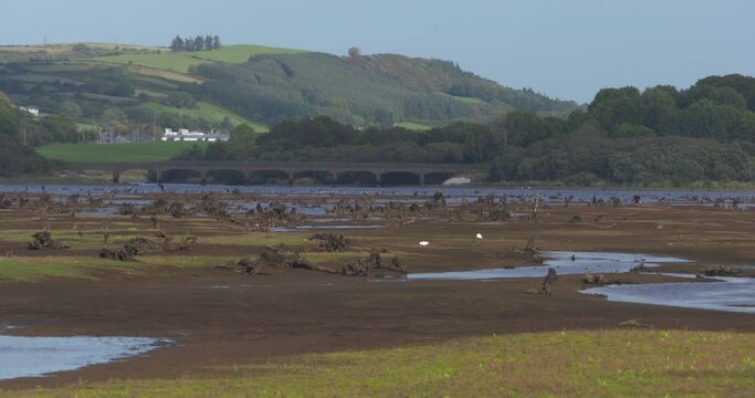 Ireland landscape Gearagh ancient flooded forest Macroom Cork