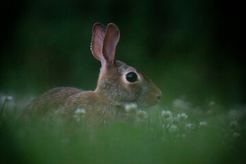 Bunny In The Grass