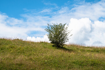 Obraz premium petit arbre solitaire dans le pâturage