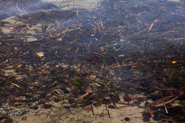 Bottom in a forest lake with clear clear water. Leaves and needles at the bottom of the lake.