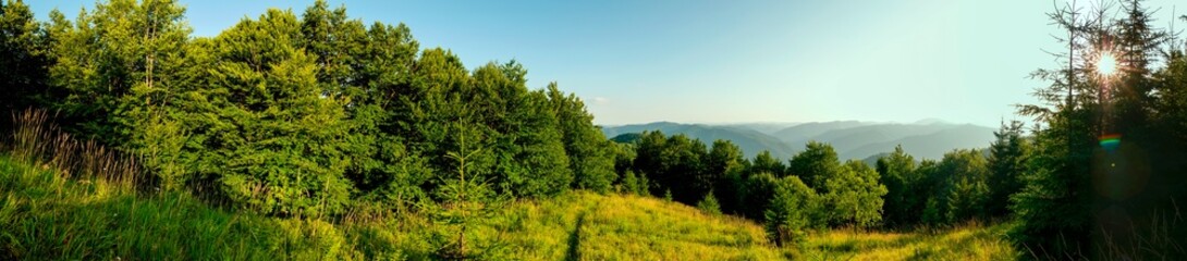 Panorama of wildflowers, daisies in the mountains