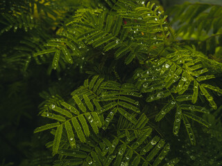 Green leaves plant growing in the garden, nature photography, closeup of beautiful fern in the forest
