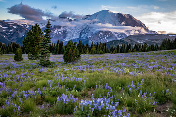 glacier covered Mt. Rainier on the background  with the wild subalpine flowers like the dwarf lupine covers the summer meadows in Sunrise in Mt. Rainier national park in Washington.
