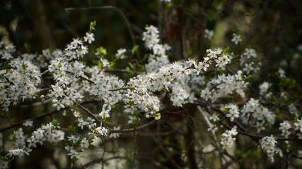 Fototapeta premium Spring Blossom 