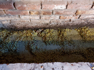  squeezing grape material to prepare for homemade wine production, kneading juicy grapes in the process of making homemade drinks