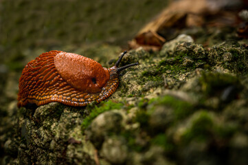 Slug on stone. One Portuguese slug. Arion lusitanicus.