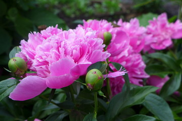 bee on flower