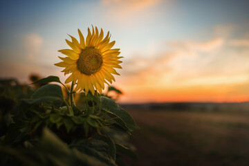 Selectively focused sunflower in a field next to a path at dusk.