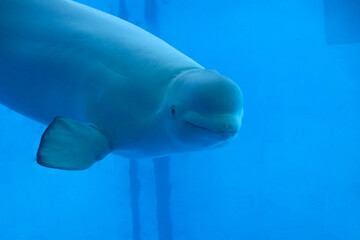 Cute animals beluga and dolphin in the water