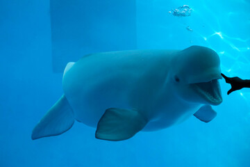 Cute animals beluga and dolphin in the water