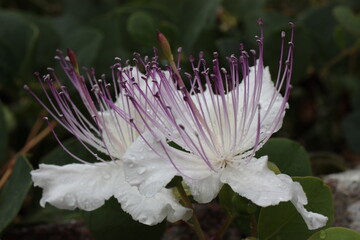 Extreme macro of Flinders rose, caper bush (Capparis spinosa) flower on blurred background, Italy,...