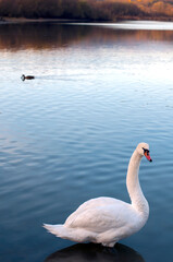 White swans stand in the water. Reflections of the golden sun in a blue pond.