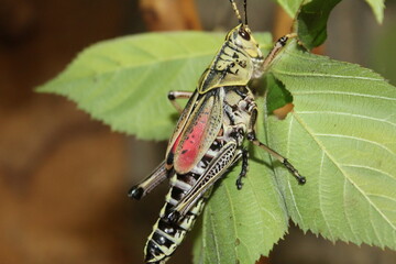 Grasshopper